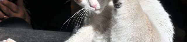RnHlVTRl